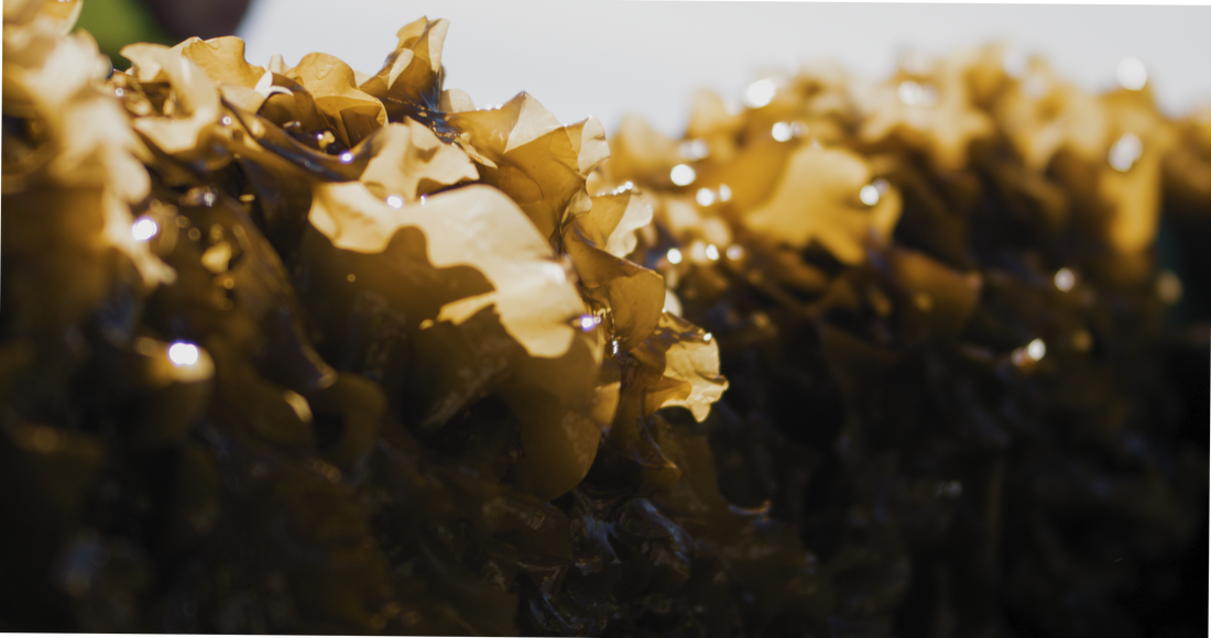 Why Norwegian seaweed?